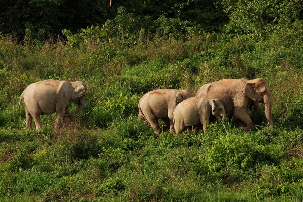 ช้างกุยบุรี elephant kuiburi