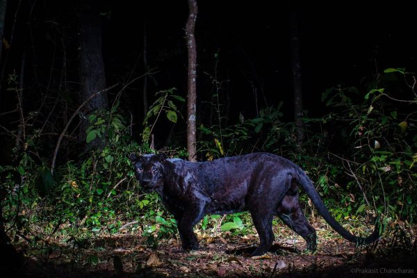 black-panther-thungyai